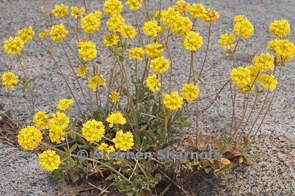 eriogonum umbellatum var furcosum 1 graphic